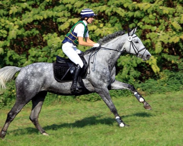 Springpferd Light of Silvermoon (Trakehner, 2003, von Best Before Midnight) Springpferd Light of Silvermoon (Trakehner, 2003, von Best Before Midnight)