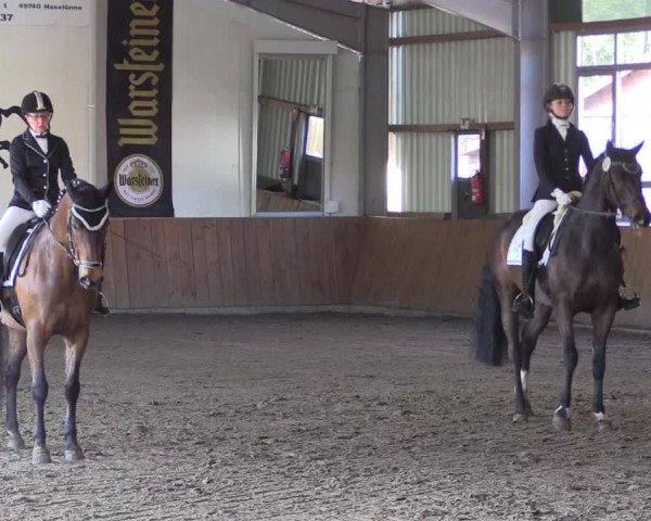 Dohrener Pferdetage 2019