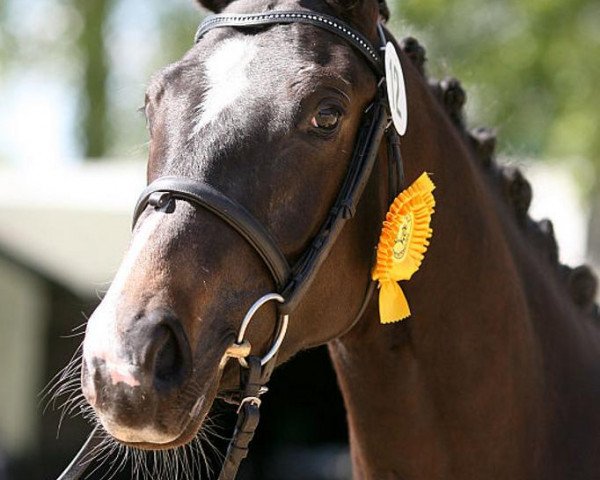 broodmare Ladylike 62 (Trakehner, 2008, from Herzensdieb)