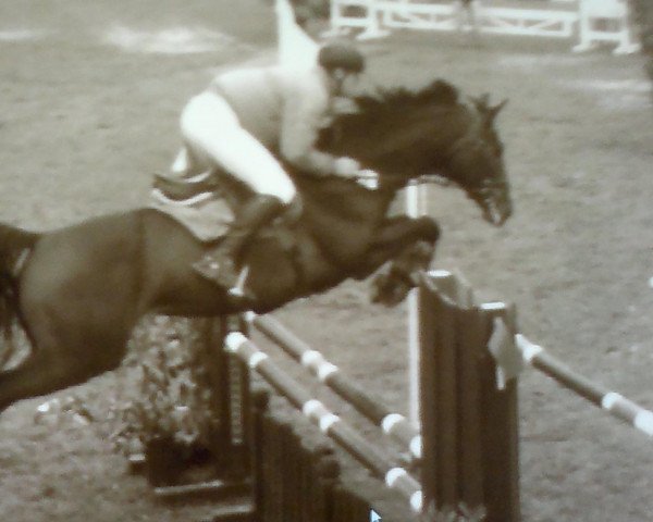 broodmare Cordial Cordana (Westphalian, 2005, from Chello I)