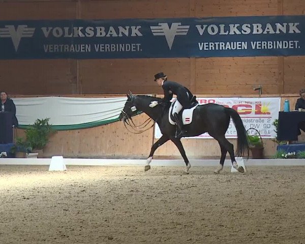 FEI Reitturnier Wiener Neustadt (AUT) 2019