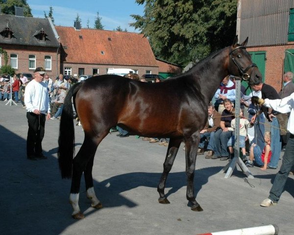 horse Fabelino (Trakehner, 2005, from Gribaldi)