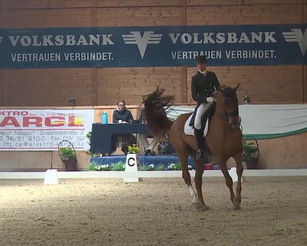 FEI Reitturnier Wiener Neustadt (AUT) 2019