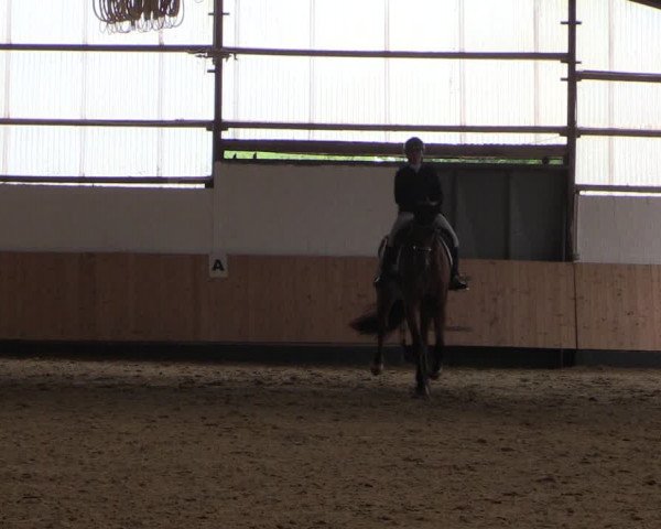 Reitturnier Datteln 2019
