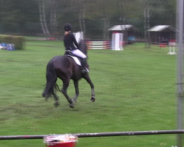 Reitturnier Wedel-Catharinenhof 2019