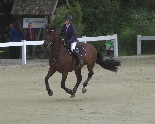 Reitturnier Hauerz 2019