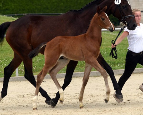stallion High Quality (Trakehner, 2016, from Saint Cyr)