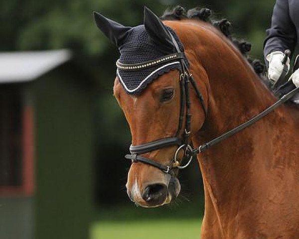 Dressurpferd Primus (Trakehner, 2006, von Kapriolan F)