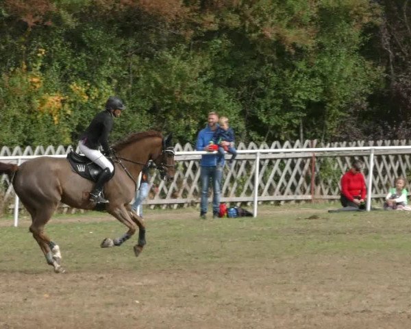 Reitturnier Wernigerode 2019