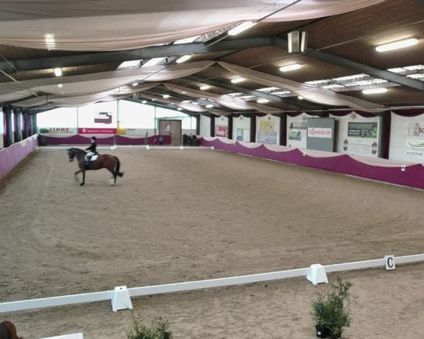 Reitturnier Eppelheim 2020