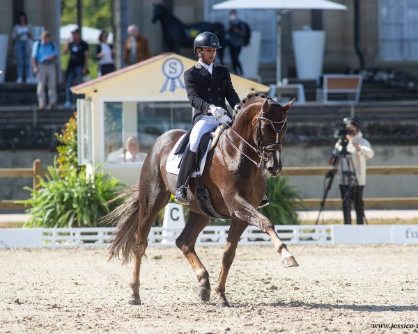stallion Sir Caramello Old (Oldenburg, 2007, from Sir Donnerhall I)