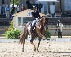 stallion Sir Caramello Old (Oldenburg, 2007, from Sir Donnerhall I)