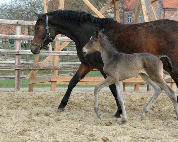 broodmare Pure Freude (Trakehner, 2012, from Shapiro 15)
