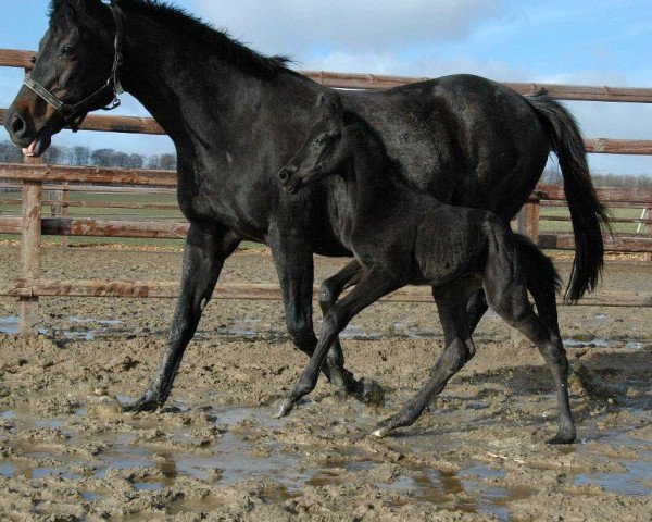 dressage horse United Happiness (Trakehner, 2012, from Shapiro 15)