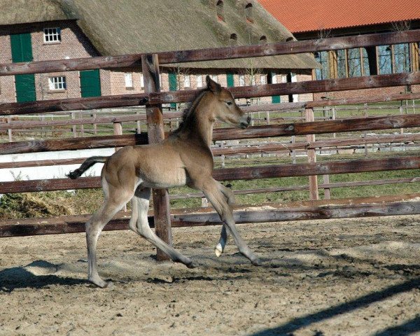 horse Percussion (Trakehner, 2011, from Shapiro 15)