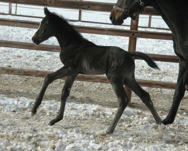 horse United States (Trakehner, 2011, from Shapiro 15)