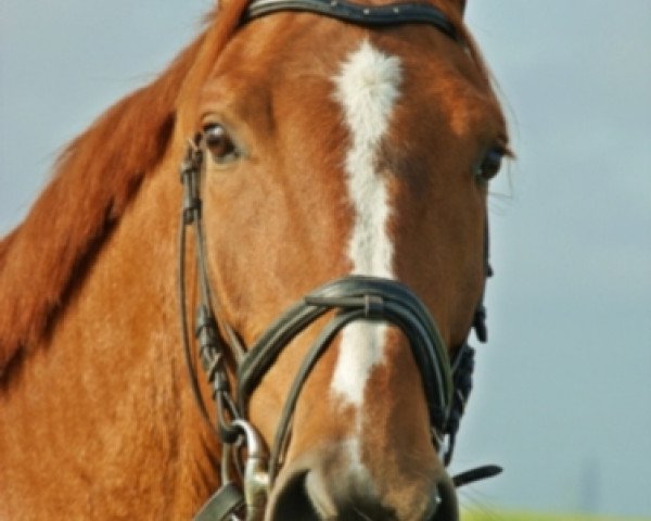 Pferd Leeway DB (Rheinländer, 2008, von Risohorse Locorotondo)