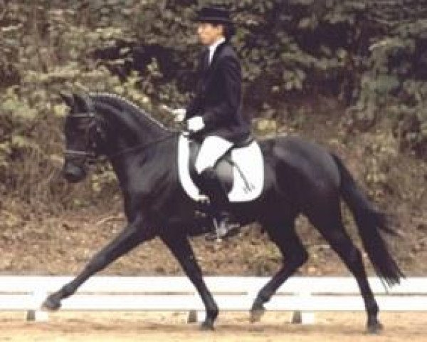 stallion Holsteins Woodstock (German Riding Pony, 1998, from Wimbledon)