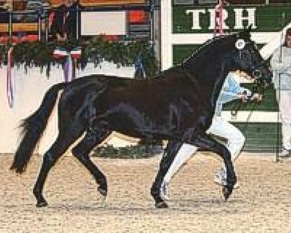 dressage horse Holsteins Wilaro (German Riding Pony, 2002, from Wimbledon) dressage horse Holsteins Wilaro (German Riding Pony, 2002, from Wimbledon)