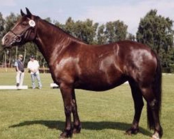broodmare Holsteins Simbabwe (Welsh, 1995, from Coxwold Dafydd)