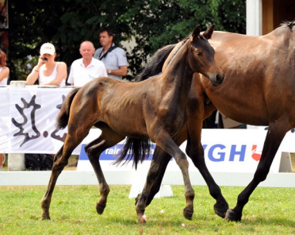 Pferd Arensa (Trakehner, 2013, von Saint Cyr)