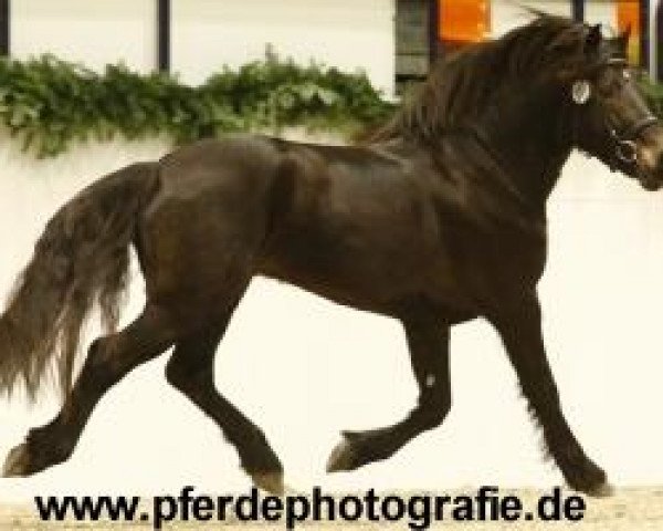 stallion Holsteins Timberland (Welsh-Cob (Sek. D), 2008, from Finkos Tywysog)