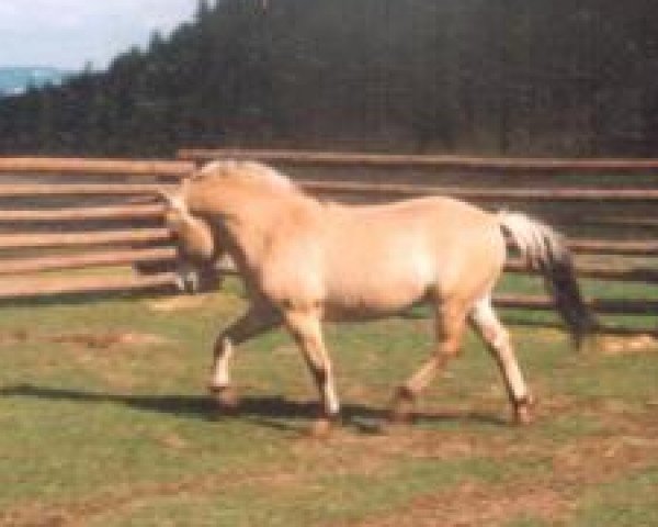 Deckhengst A2Z Thorson (Fjordpferd, 1997, von A2Z Thor) Deckhengst A2Z Thorson (Fjordpferd, 1997, von A2Z Thor)