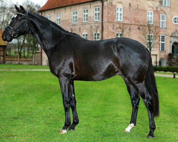 Deckhengst Shapiro 15 (Trakehner, 2007, von In Petto)