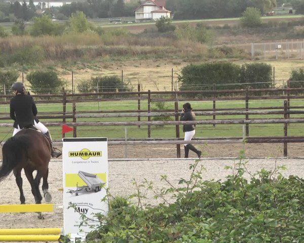 Reitturnier Worms-Pfeddersheim / Reitsportanlage Wittemer 2020