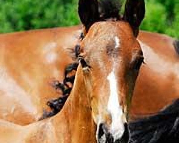 dressage horse Regent (Trakehner, 2010, from Biotop)