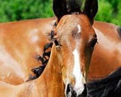 Dressurpferd Regent (Trakehner, 2010, von Biotop)