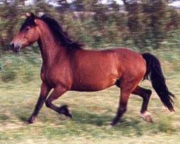 Zuchtstute Sabrina (Welsh-Cob (Sek. D), 1976, von Goyallt Magic Flyer)