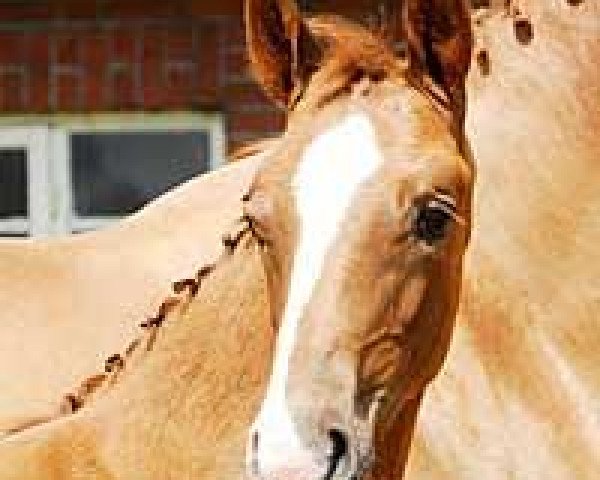 Dressurpferd Truman (Trakehner, 2010, von Perechlest)
