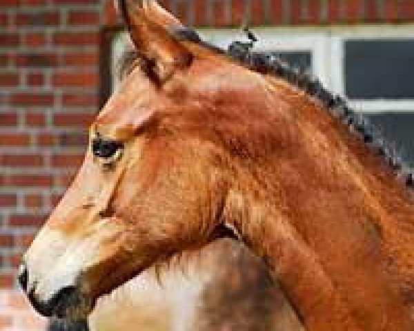 jumper Hippo's Beau Rivage (Trakehner, 2010, from Perechlest)