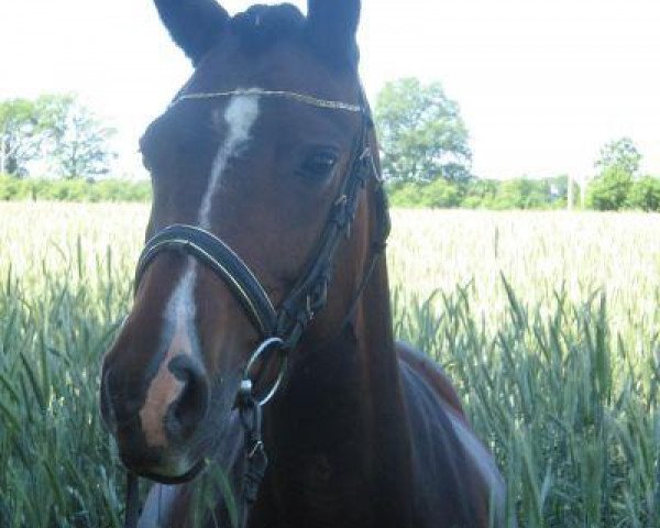Zuchtstute Intasia (Deutsches Reitpony, 2001, von Hattrick)