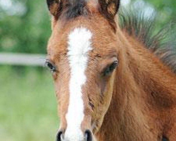 Pferd Viktor R (Trakehner, 2009, von Perechlest)