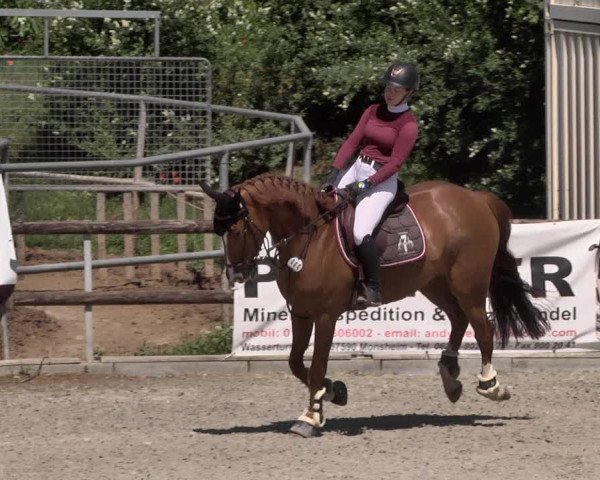 Reitturnier Worms-Pfeddersheim / Reitsportanlage Wittemer 2021