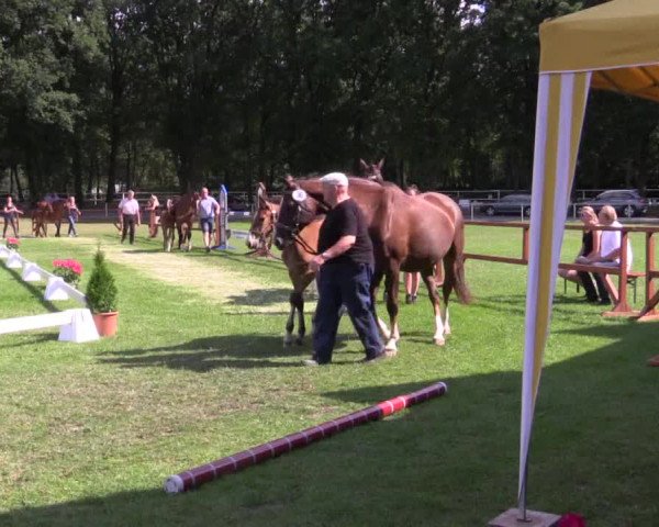 Stuten- und Fohlenschau Heiden 2018