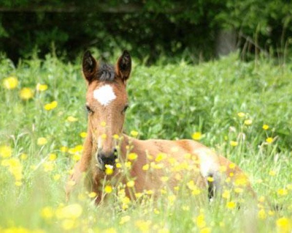 horse Belle Étoile R (Trakehner, 2009, from Biotop)