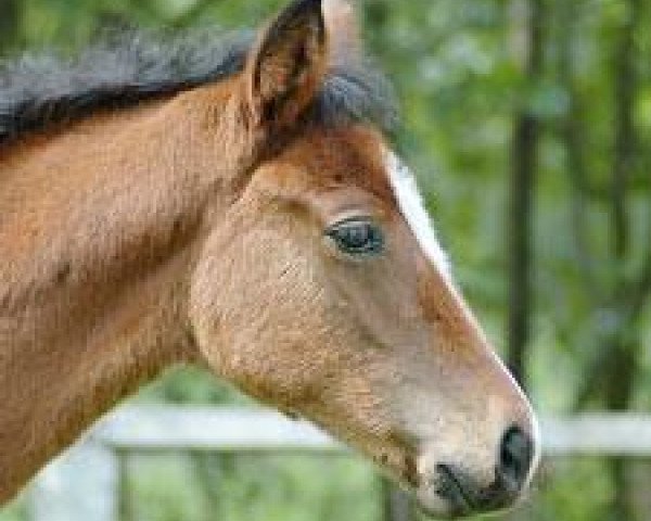 Pferd Romina R (Trakehner, 2009, von Perechlest)