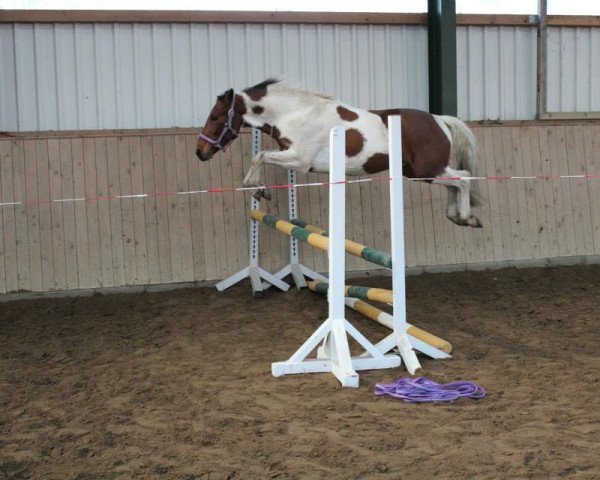 Pferd Merlino Moon (Lewitzer, 2009, von Manitou)