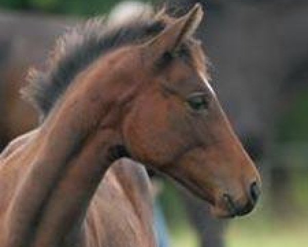 horse Ribeau R (Trakehner, 2008, from Perechlest)