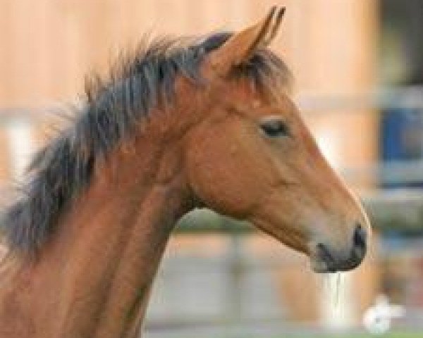 Springpferd Cortado R. (Holsteiner, 2008, von Casero Della Caccia) Springpferd Cortado R. (Holsteiner, 2008, von Casero Della Caccia)