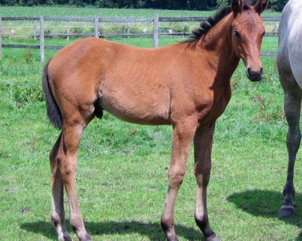 Geländepferd Hippo's Dandy (Trakehner, 2008, von Perechlest)