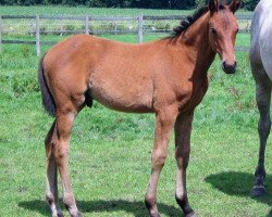 eventing horse Hippo's Dandy (Trakehner, 2008, from Perechlest)