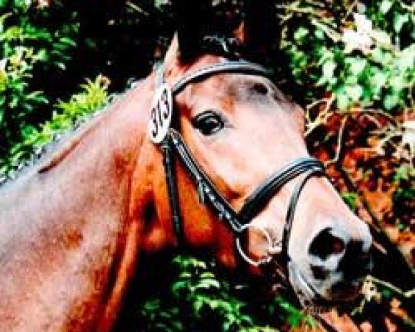 broodmare Hippo's Orneta (Trakehner, 2007, from Biotop)