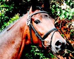 broodmare Hippo's Orneta (Trakehner, 2007, from Biotop)