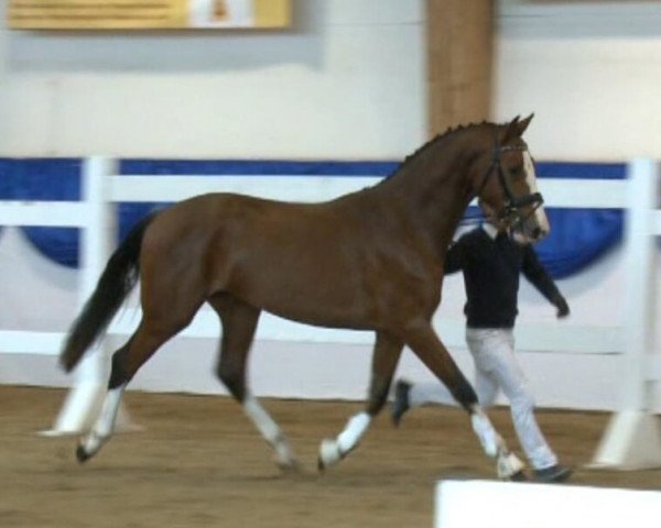 jumper Antonius HaB (Bavarian, 2011, from Almoretto)