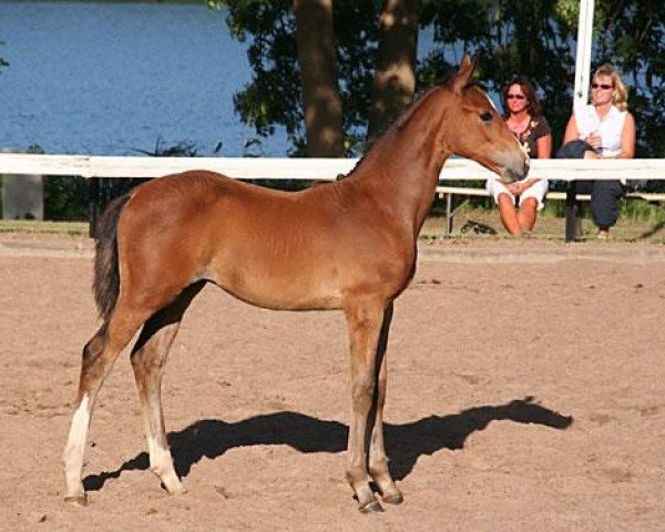 horse Beau Supreme R (Trakehner, 2006, from Biotop) horse Beau Supreme R (Trakehner, 2006, from Biotop)