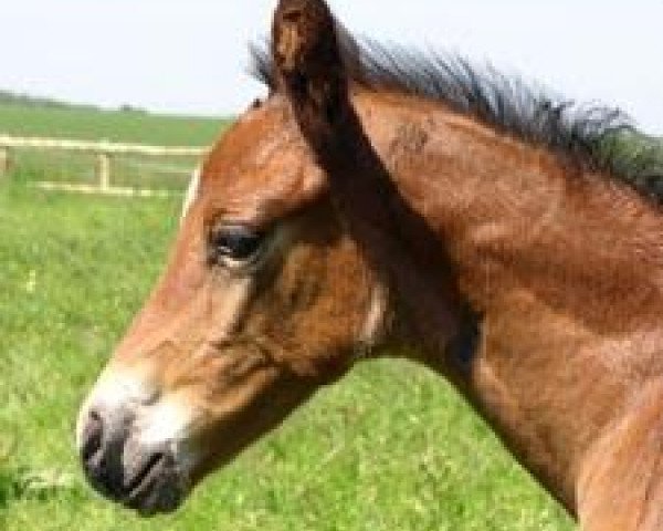 horse Troublemaker R (Trakehner, 2006, from Biotop)